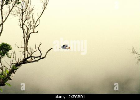 Un individu mâle de Hornbill (Rhyticeros cassidix) vole au-dessus de la forêt tropicale près du mont Tangkoko et de Duasudara dans le nord du Sulawesi, en Indonésie. Banque D'Images