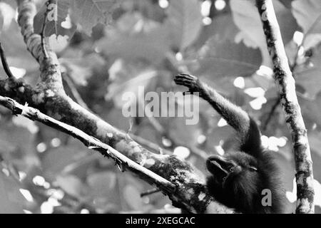 Un macaque Sulawesi à crête noire (Macaca nigra) lui tend la main alors qu'il repose sur une branche d'arbre dans la réserve naturelle de Tangkoko, en Indonésie. Banque D'Images