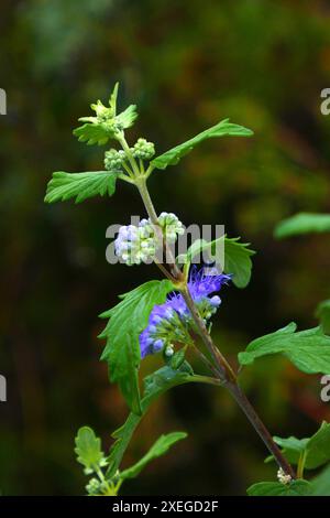 Fleurs de barbe Banque D'Images