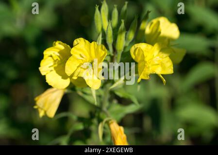 Onagre commune, Oenothera biennis jaune fleurs d'été closeup focu sélectif Banque D'Images