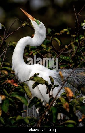 Grande aigrette affichant un plumage de reproduction dans les zones humides de Wakodahatchee Banque D'Images