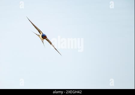 hirondelle de grange volante (rustica hirundo) devant un fond bleu Banque D'Images