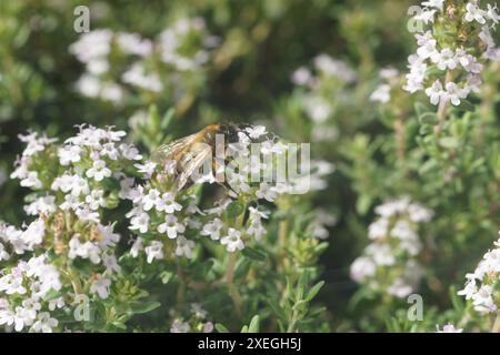 Thymus vulgaris, thym, bourdon Banque D'Images