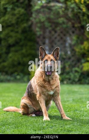 Chien berger allemand senior reposant sur l'herbe. Portrait intégral du corps Banque D'Images