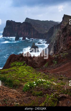 Ponta de Sao Lourenco avec des fleurs sauvages et des falaises à l'océan Atlantique. Madère, Portugal. Banque D'Images