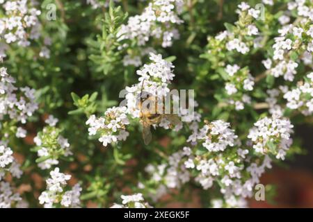 Thymus vulgaris, thym, bourdon Banque D'Images