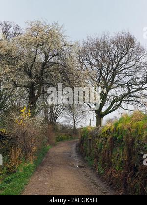 Ruelle de campagne étroite au début du printemps avec pommier en fleurs et fleurs de haies Banque D'Images