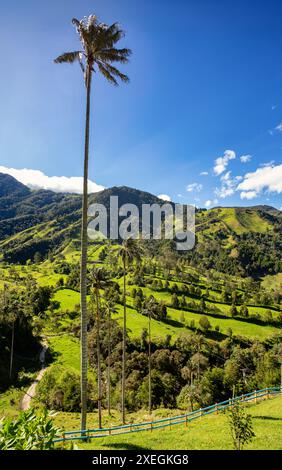 Paysage naturel de grands palmiers de cire dans la vallée de Valle del Cocora. Salento, département de Quindio. Paysage montagneux de Colombie. Banque D'Images