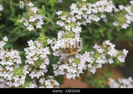Thymus vulgaris, thym, bourdon Banque D'Images