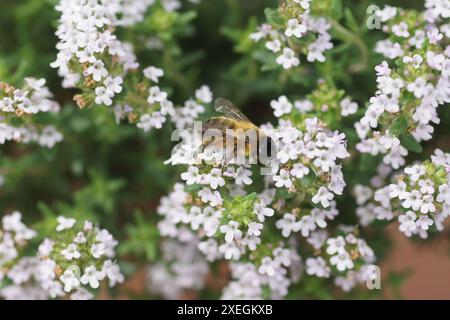 Thymus vulgaris, thym, bourdon Banque D'Images