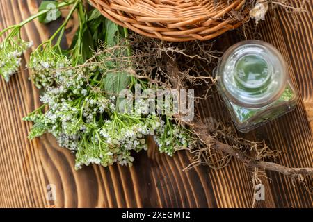 Rhizomes séchés et racines de valériane médicinale. Pot transparent avec des fleurs de valériane fraîches. Ingrédients pour la préparation de médicaments naturels à base de plantes T Banque D'Images