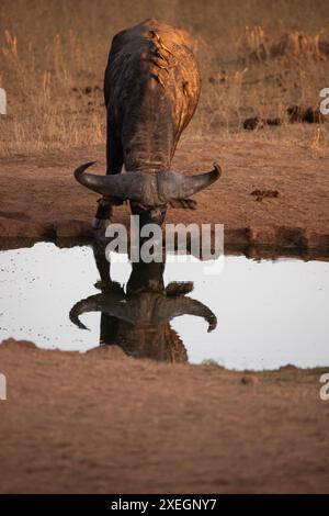 Buffle d'eau, Bovidaeam, Bovidaeam, safari dans le troupeau de buffles de savane, parc national de Tsavo, Kenya Banque D'Images