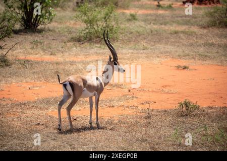 Gazelle ou antilope, au Kenya, en Afrique. Paysage Safari Banque D'Images