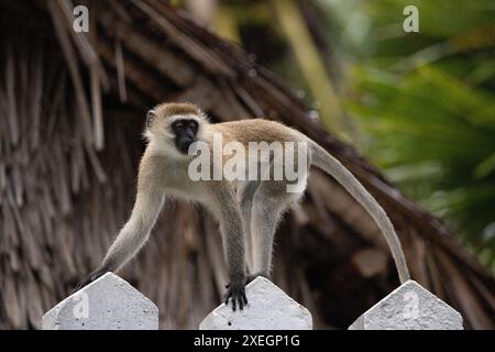 Gang de singes au Kenya, Afrique. Monkeys, un Lodge safari. Pluie, singes macaques Banque D'Images