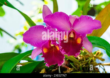 Gros plan sur les fleurs roses d'orchidée Cattleya fleurissant en été. Banque D'Images