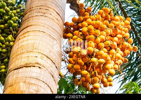 Vue rapprochée sur des grappes de fruits de palmier jaune et vert. Banque D'Images