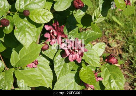 Sinocalycanthus x raustonii Banque D'Images