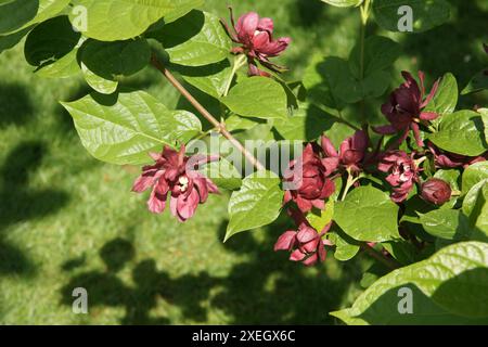 Sinocalycanthus x raustonii Banque D'Images