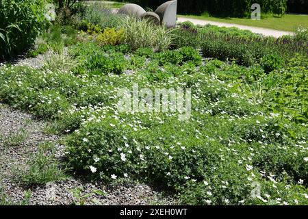 Géranium, géranium blanc Banque D'Images