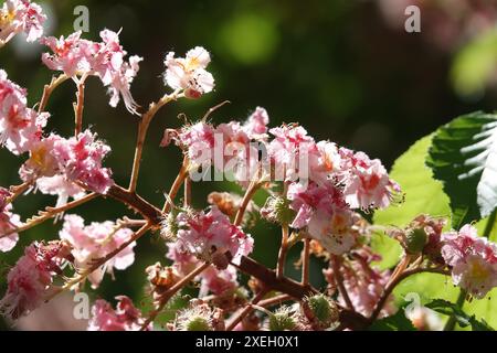 Aesculus carnea, châtaigne de cheval à floraison rouge, abeille Banque D'Images