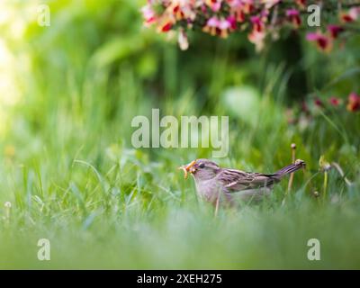Moineau domestique, passer domesticus, avec un ver dans son bec Banque D'Images