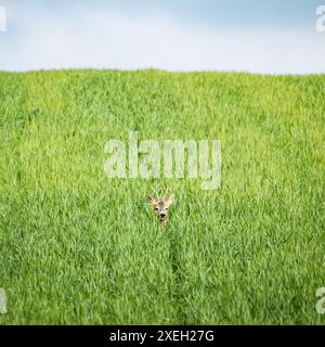 Roebuck d'Europe (Capreolus capreolus) dans les champs de blé Banque D'Images