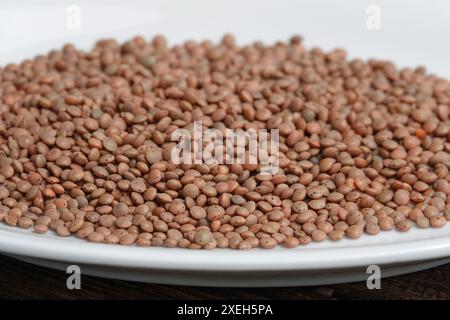Cicer arietinum, pois chiches Banque D'Images