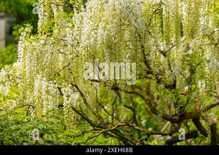 Wisteria sinensis alba fleurit au printemps Banque D'Images