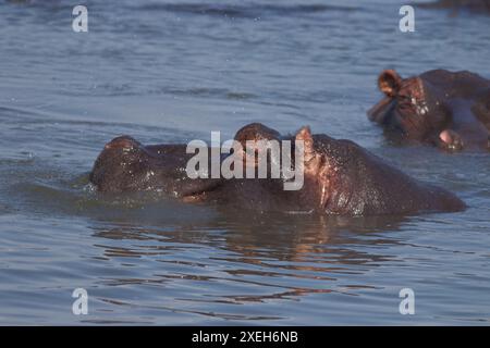 Hippopotames nageant et flottant dans l'ouate ; taureaux et vaches Hippopotamus la tête hors de l'eau ; Hippopotamus amphibius Lower Sabie, Kruger Banque D'Images