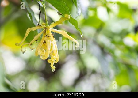 Gros plan d'une fleur jaune ( Desmos chinensis ) recouverte de rosée, avec des fourmis rampant dessus, mettant en évidence les interactions complexes de la nature. Banque D'Images