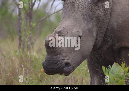 Gros plan d'un rhinocéros à cornes dans la nature du Highveld, Malalane, parc national Kruger, Afrique du Sud ; rhinocéros blancs à lèvres carrées Banque D'Images