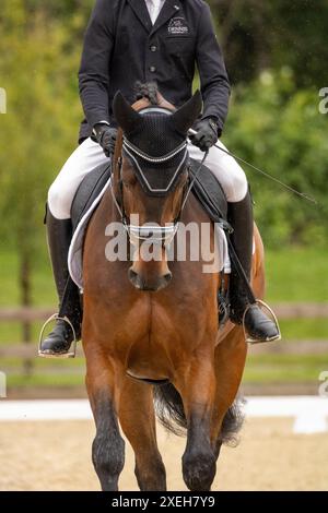 Étoile à venir dans le monde de dressage Banque D'Images