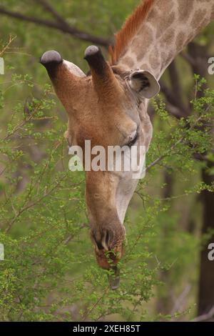 Gros plan d'une girafe se nourrissant de feuilles en utilisant sa langue d'une branche ; girafe sud-africaine ou girafe du Cap giraffa giraffa giraffa du parc Kruger Banque D'Images