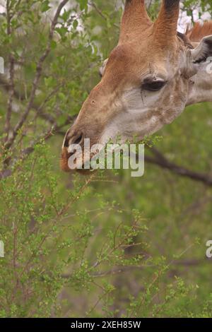 Gros plan d'une girafe se nourrissant de feuilles en utilisant sa langue d'une branche ; girafe sud-africaine ou girafe du Cap giraffa giraffa giraffa du parc Kruger Banque D'Images