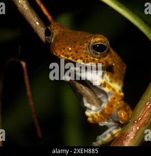 Grenouille perchée sur un tronc d'arbre s'accrochant avec ses coussinets d'orteils ; épines et sur la tête ; rare grenouille d'arbre endémique à épines Polypedates ranwellai du Sri Lanka Banque D'Images