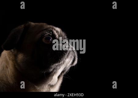 Portrait en gros plan d'un chien de carlin dans un éclairage dramatique sur un fond noir. Studio shot avec espace de copie. Banque D'Images