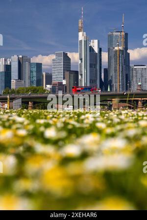 Fleurs floues sur la pelouse avec la ligne d'horizon nette de Francfort-sur-le-main, Hesse, Allemagne, Europe Banque D'Images
