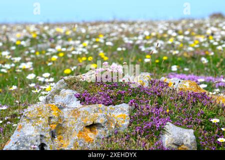 Les fleurs sauvages tapissent la cliifftop près de St Govans Head Stackpole Wales où le thym sauvage et l'épargne prospèrent dans des zones protégées de calcaire recouvertes de lichen. Banque D'Images