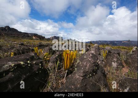 Paysage sur Auyan Tepui avec des pichets de la broméliade carnivore Brocchinia reducta poussant dans la roche de grès noir, Venezuela Banque D'Images