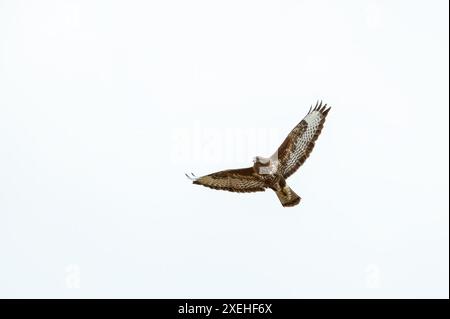 Oiseaux de proie - Buzzard commun (Buteo buteo) isolé sur fond blanc Banque D'Images