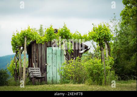 Petite cabane dans un vignoble dans le centre du burgenland autriche Banque D'Images