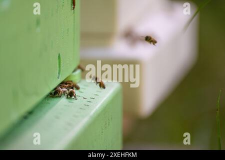 Abeilles atterrissant sur une ruche d'abeilles Banque D'Images