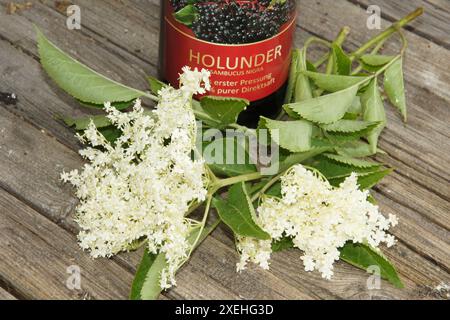 Sambucus nigra, sureau Banque D'Images