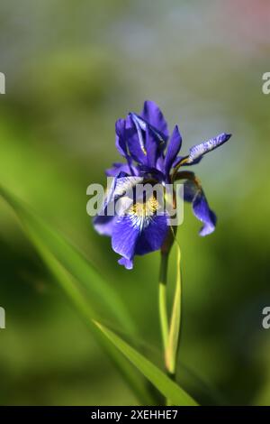 Iris de Sibérie Banque D'Images