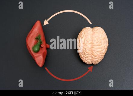 Modèles anatomiques miniatures du foie et du cerveau avec des flèches circulaires rouges et beiges sur la surface noire. Concept d'interaction avec la santé. Banque D'Images