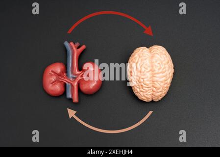 Modèle anatomique détaillé du cerveau et du rein interconnectés par des flèches circulaires, isolé sur fond noir. Concept d'axe cerveau-reins. Banque D'Images