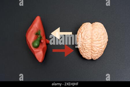 Gros plan de modèles de foie et de cerveau avec des flèches opposées sur la surface noire. Concept d'aides pédagogiques. Banque D'Images