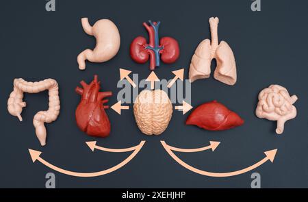 Divers modèles d'organes humains, y compris le cœur, les poumons, les reins, le foie et plus, le cerveau centré avec des flèches pointant vers d'autres organes, illustrant l'inte Banque D'Images