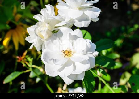 Bush avec de nombreuses roses blanches délicates en pleine fleur et des feuilles vertes dans un jardin dans un beau jour d'été, magnifique extérieur floral fond photographié Banque D'Images