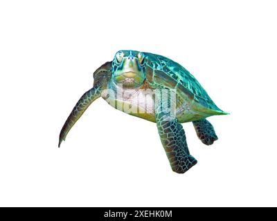 Tortue de mer verte isolée sur fond blanc Banque D'Images